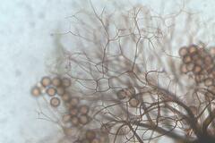 Collaria arcyrionema