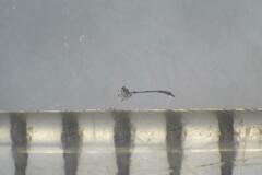 Collaria arcyrionema