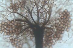 Collaria arcyrionema