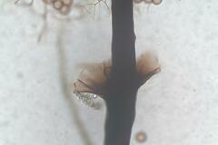 Collaria arcyrionema