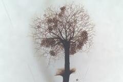 Collaria arcyrionema