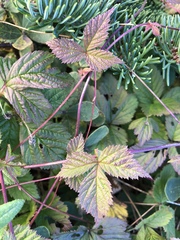 Rubus pubescens