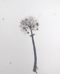 Collaria arcyrionema