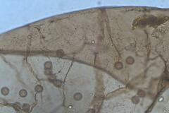 Collaria arcyrionema