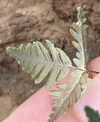 Notholaena standleyi