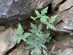 Notholaena standleyi
