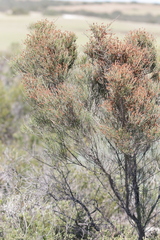 Allocasuarina humilis