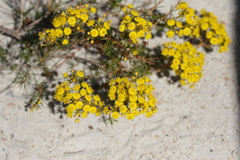 Verticordia chrysantha