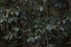 Neolitsea dealbata