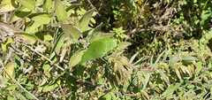 Celtis reticulata
