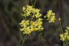 Glischrocaryon aureum