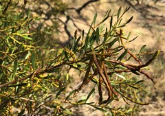 Acacia sclerophylla