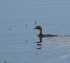 Poliocephalus poliocephalus