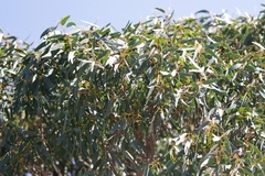 Eucalyptus suberea