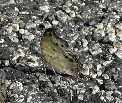 Protogoniomorpha parhassus
