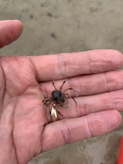 Mictyris longicarpus