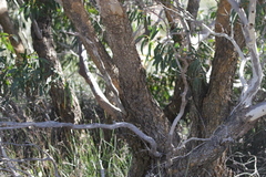 Eucalyptus suberea