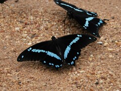 Papilio nireus lyaeus