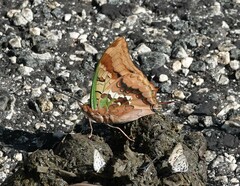 Charaxes candiope
