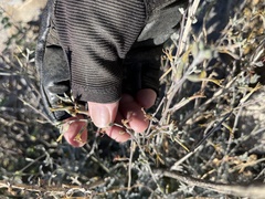 Lyrocarpa coulteri