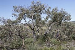 Eucalyptus drummondii