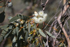 Eucalyptus drummondii