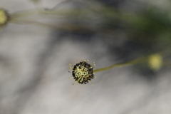 Stirlingia simplex