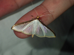 Cydalima