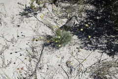 Stirlingia simplex