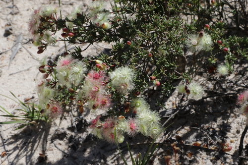 Image of Verticordia huegelii by no rights reserved