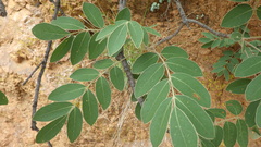 Lannea discolor