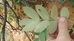 Lannea discolor