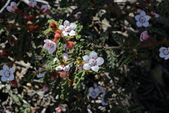 Androcalva pulchella