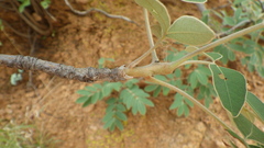 Lannea discolor