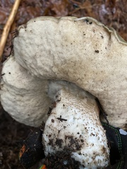 Leccinum manzanitae