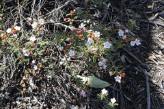 Androcalva pulchella