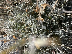 Lyrocarpa coulteri