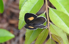 Candalides xanthospilos