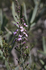 Stylidium maitlandianum