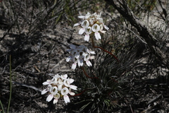 Stylidium crossocephalum