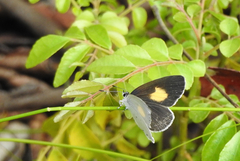 Candalides xanthospilos