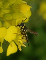 Antepipona