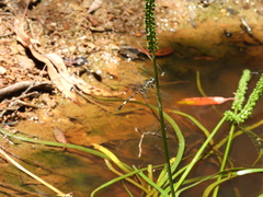 Parasynthemis regina