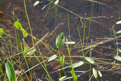 Sagittaria natans