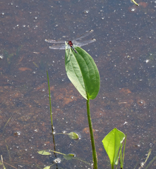 Sagittaria natans