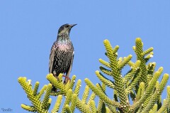 Sturnus vulgaris