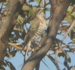 Chrysococcyx basalis