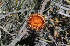 Banksia nobilis
