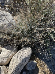 Lyrocarpa coulteri