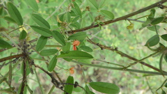 Indigofera